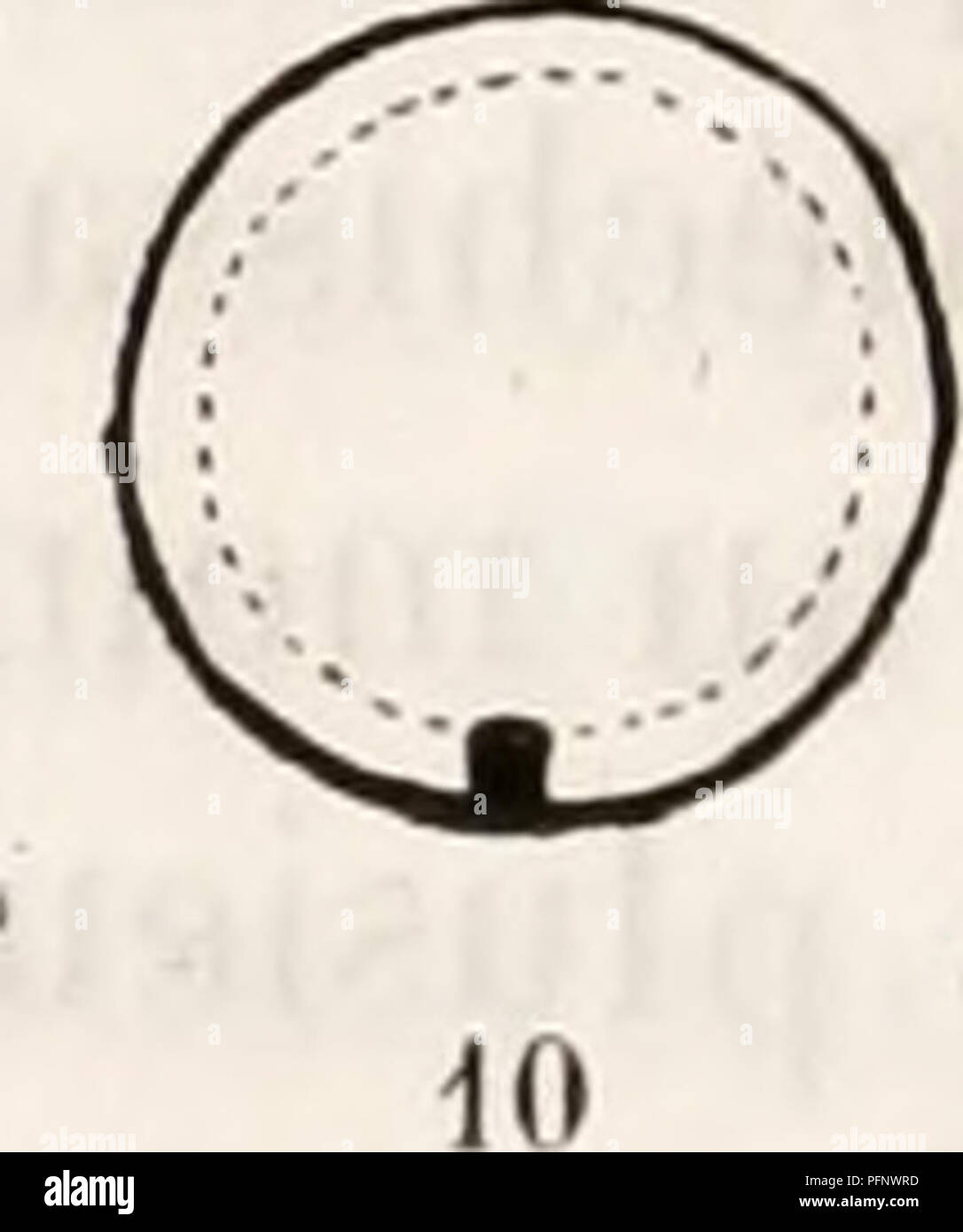 Cette étude examine la formation du blastoderme chez les embryons d'oiseaux, illustrant les premiers stades du développement aviaire. Le travail comprend des diagrammes détaillés du processus de développement, fournissant une compréhension claire de la croissance embryonnaire chez les oiseaux. Banque D'Images