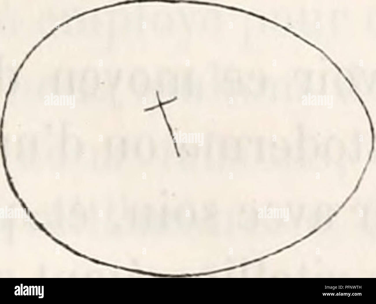 La formation du blastoderme dans les embryons d'oiseaux est une étape critique de l'embryologie, où les cellules s'organisent pour former les structures précoces de l'embryon. Le processus implique le développement de la région antérieure, qui se développera plus tard dans la tête et le corps de l'oiseau. Ce concept est fondamental dans l'étude de l'embryologie aviaire. Banque D'Images
