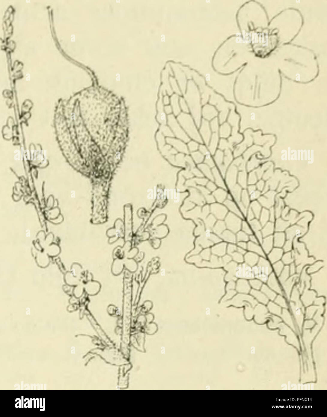 De flora van Nederland. Les plantes. FAMILIH 94. - SCROPHULARIACEAE. 131.  Verbascum sinuatum Fig. 157. pluim vormen. Bloemstelen evenlan^ de zijn als  de langer dan de kleine kelk (3-4) niM. De
