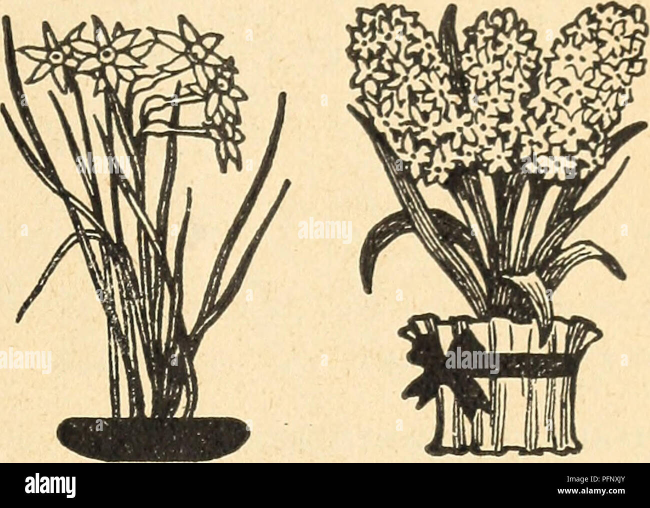 . DeJong Floral et Seed Co. forestières (Horticulture) Iowa Iowa pépinière ; Catalogues Catalogues ; graines de fleurs Graines d'Iowa ; Catalogues Catalogues d'Iowa, Iowa (plantes) ; les graines de graminées Catalogues Catalogues Iowa Iowa ; Matériel et fournitures de jardinage Catalogues. Au début simple Parcelpost tulipes. 12 bulbes peser 1 lb. 50 ampoules, 4 livres ; 100 ampoules. 7 lbs ajouter au taux de la zone d'affranchissement. Tous les ampoules de taille supérieure importés de Hollande. Carmoisie-écarlate, très fin. Prince jaune-une belle tulipe jaune. Kizerkroon-écarlate bordé de jaune. Grisdelene rose-rose. Hawk blanc-blanc. Les prix pour les hommes Banque D'Images