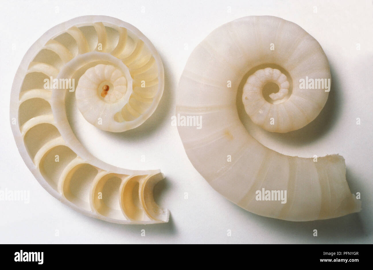 Vue de côté et sectionnée Shell Spirula commun Banque D'Images