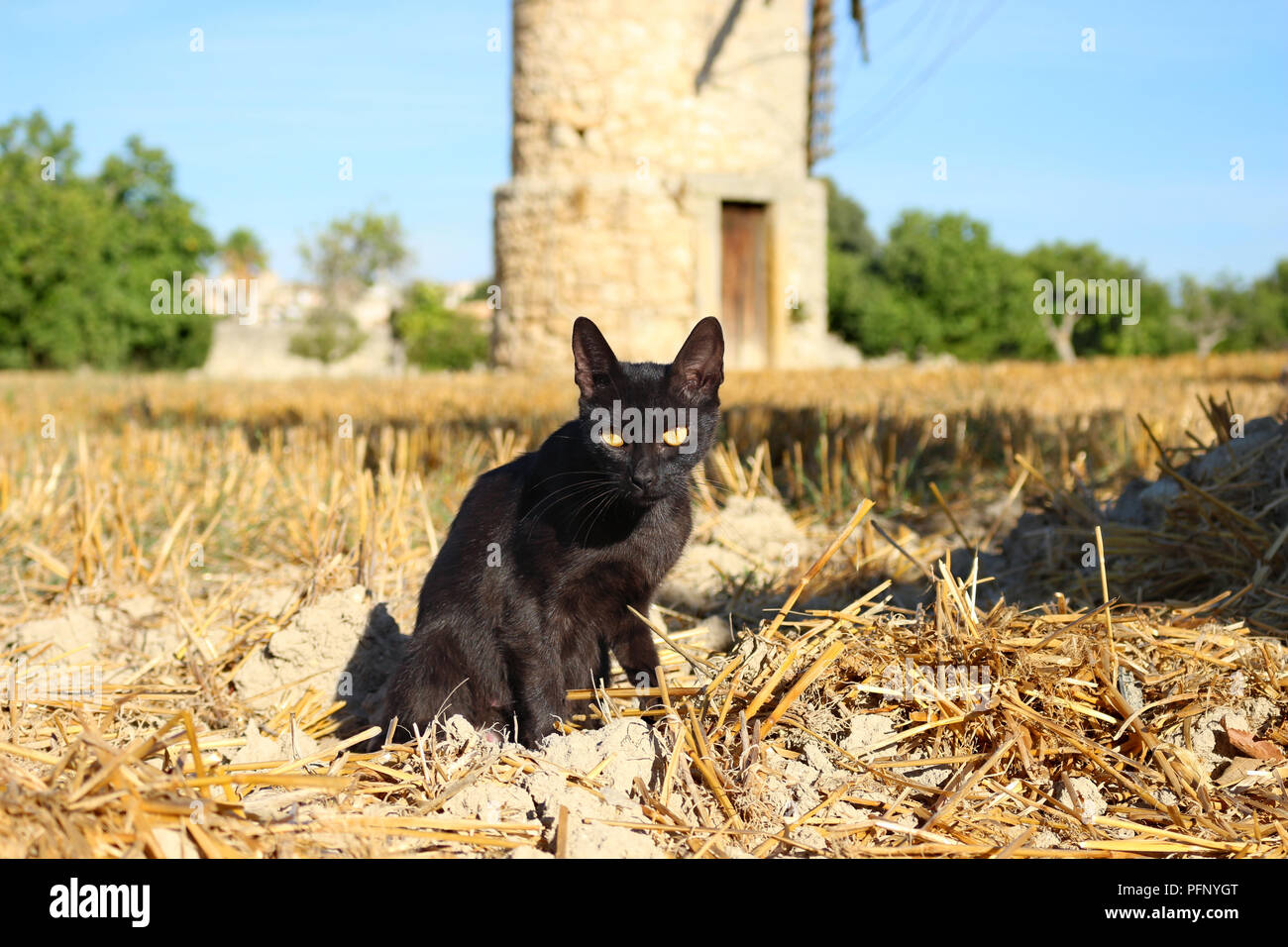 Chat noir assis sur un champ de chaumes en face d'un ancien moulin à vent Banque D'Images