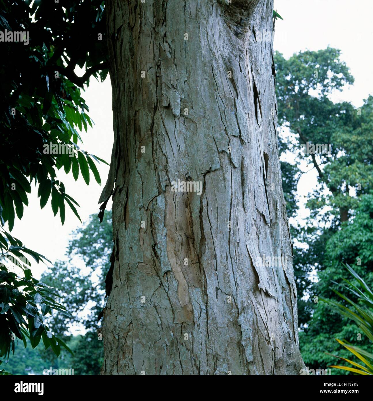Carapit Tree Carapa guianensis Banque de photographies et d’images à haute ...