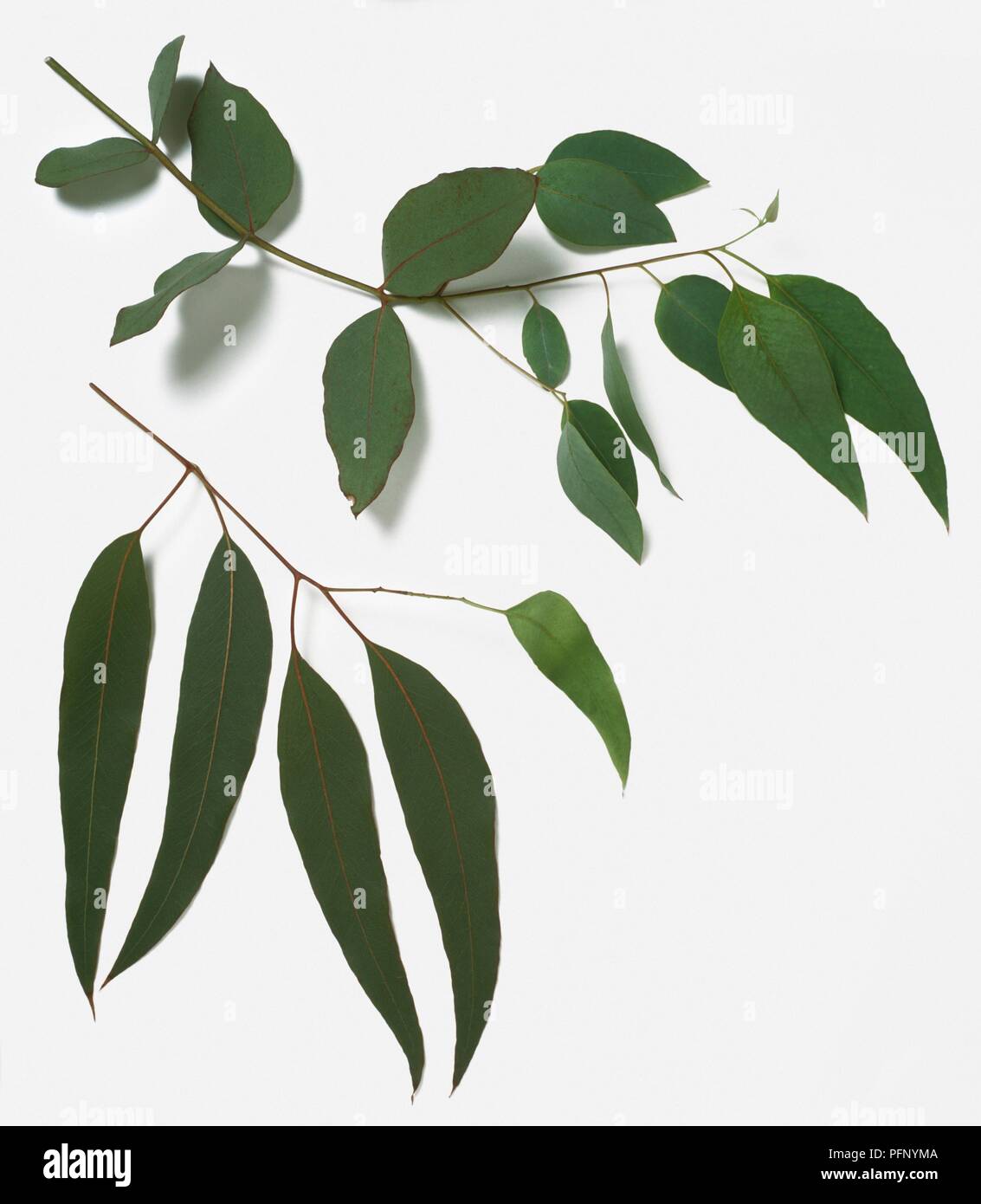 Vert feuilles d'Eucalyptus dalrympleana (gomme) sur les tiges de montagne Banque D'Images