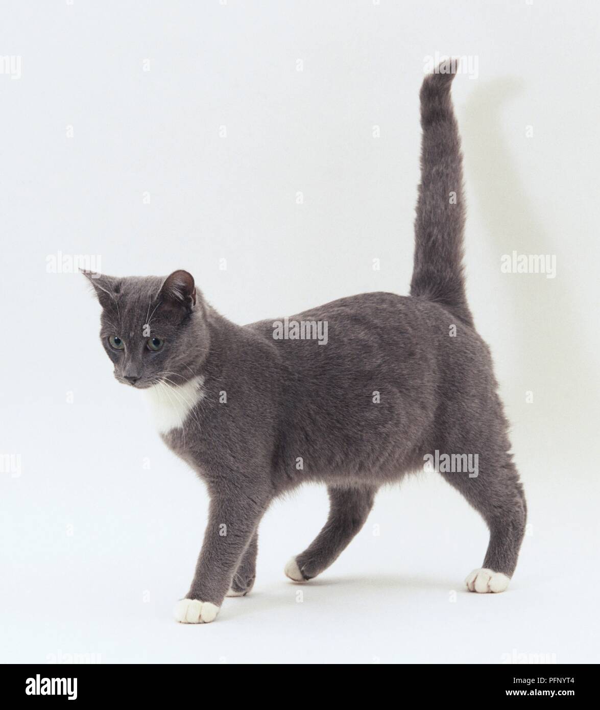 Chat Gris Avec Les Pattes Blanches Et Blanc Autour De Son Cou Side View Photo Stock Alamy