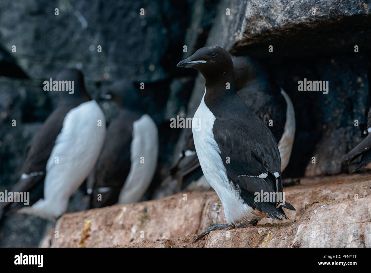 Colonie de guillemots de Brünnich à Alkefjellet, Svalbard, Norvège Banque D'Images