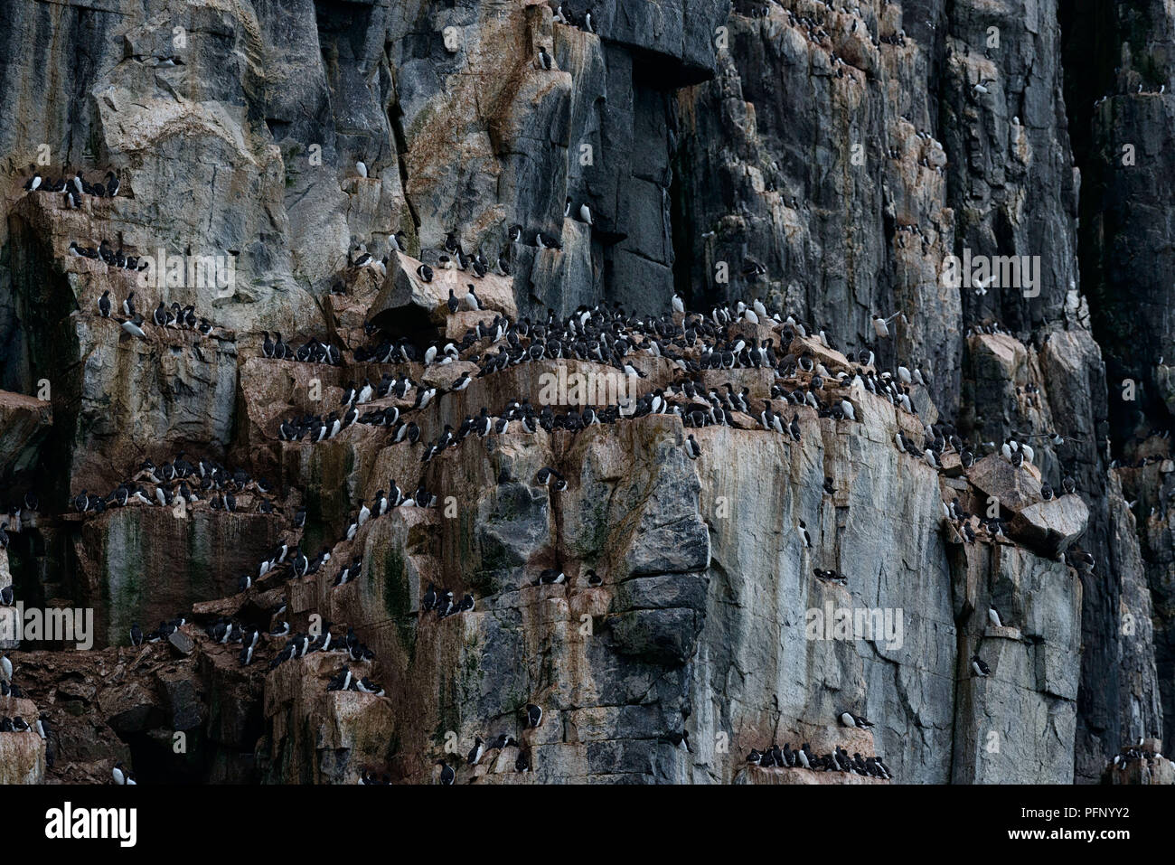 Colonie de guillemots de Brünnich à Alkefjellet, Svalbard, Norvège Banque D'Images