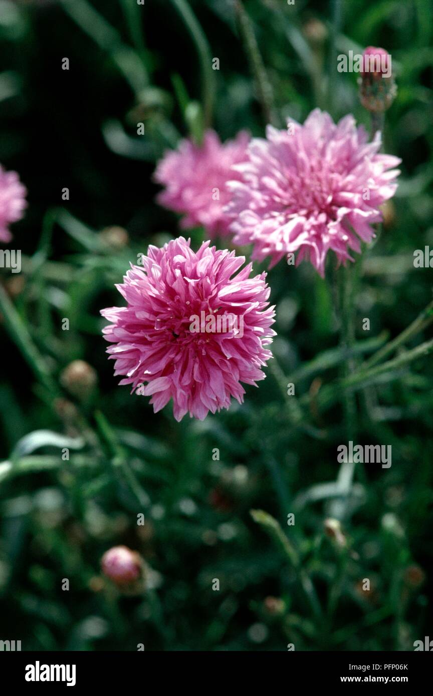Bleuet (Centaurea cyanus), fleurs roses Banque D'Images