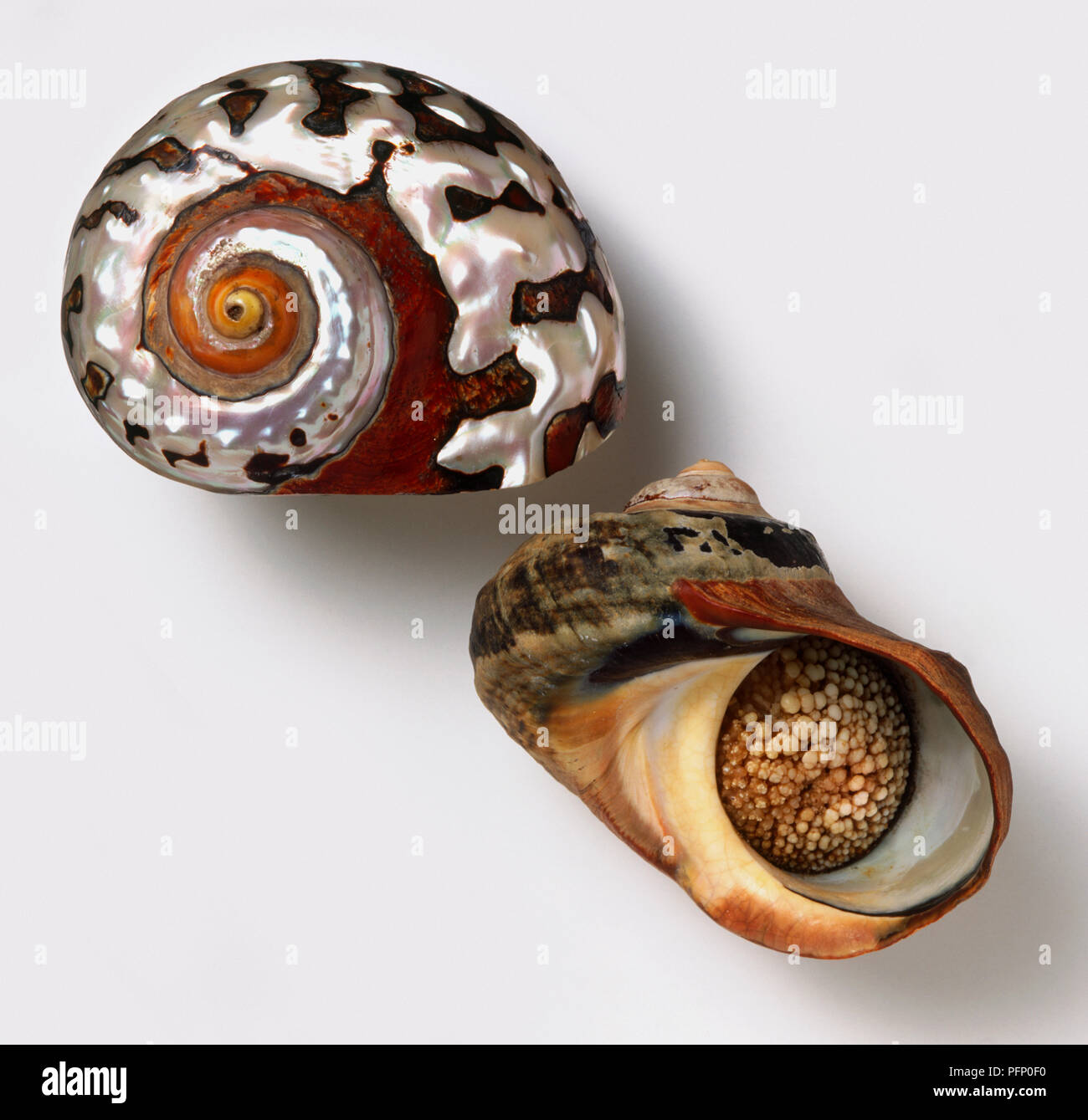 Vue latérale et le dessous de l'Afrique du Sud de turban shell (Turbo sarmaticus) Banque D'Images
