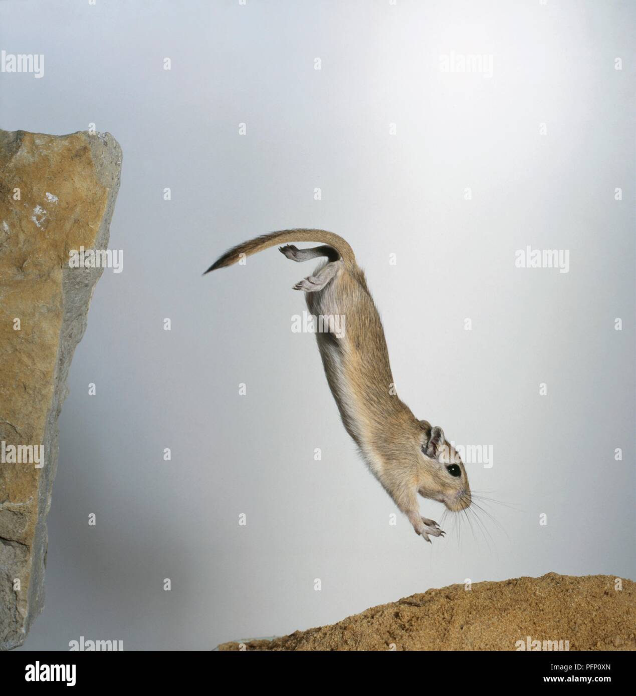 Gerbille de Mongolie (Meriones unguiculatus) sauter la tête vers le bas d'un rocher. Banque D'Images