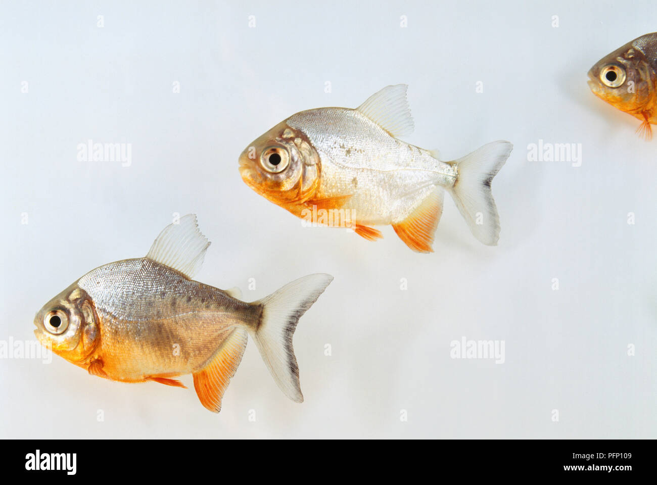 Colossoma oculus, trois poissons Sspi à ventre rouge, contre un fond clair. Banque D'Images