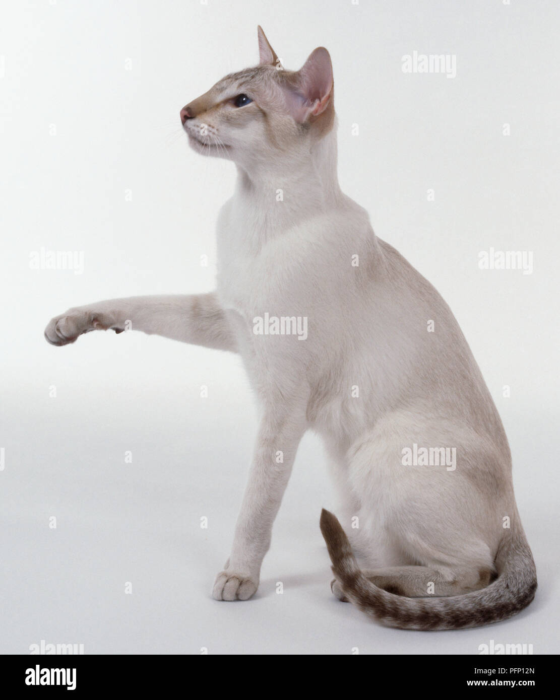 Chat Siamois Chocolat Tabby Point Avec De Grandes Oreilles Et Pale Marques Sur Les Jambes Assis Avec Paw Soulevees Photo Stock Alamy