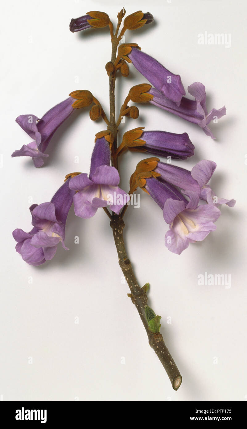 Scrophulariaceae, Paulownia tomentosa, fleurs pourpre en forme de trompette en panicules dressées. Banque D'Images