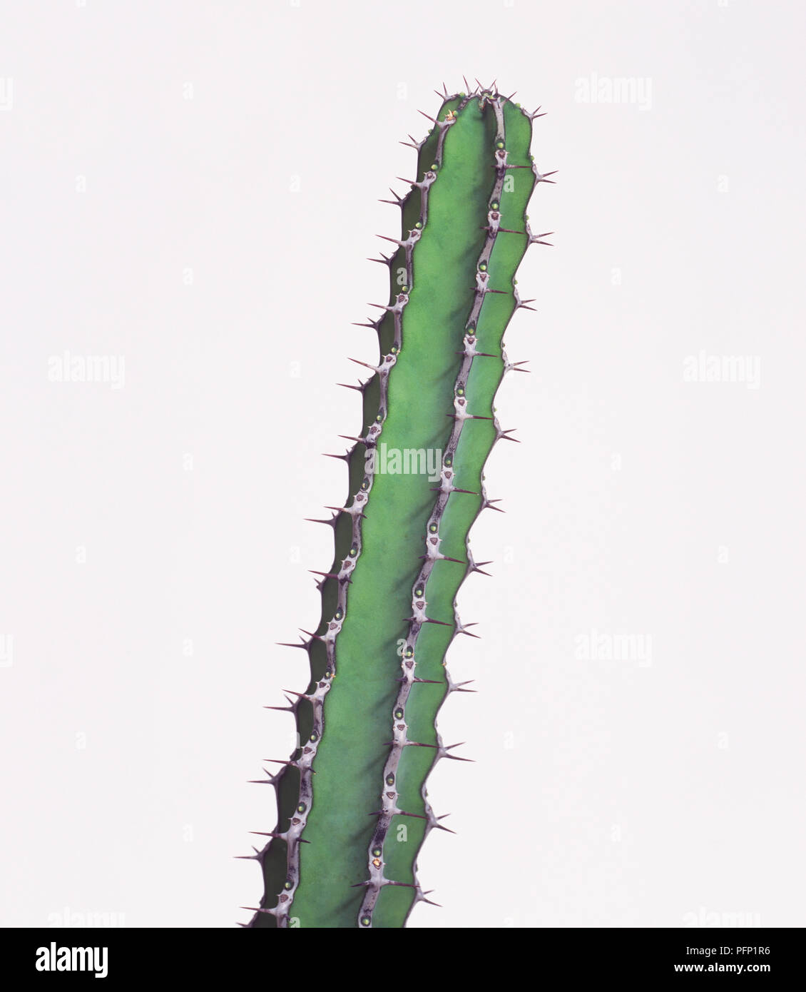 L'euphorbe ésule (Euphorbia tescorum) Banque D'Images