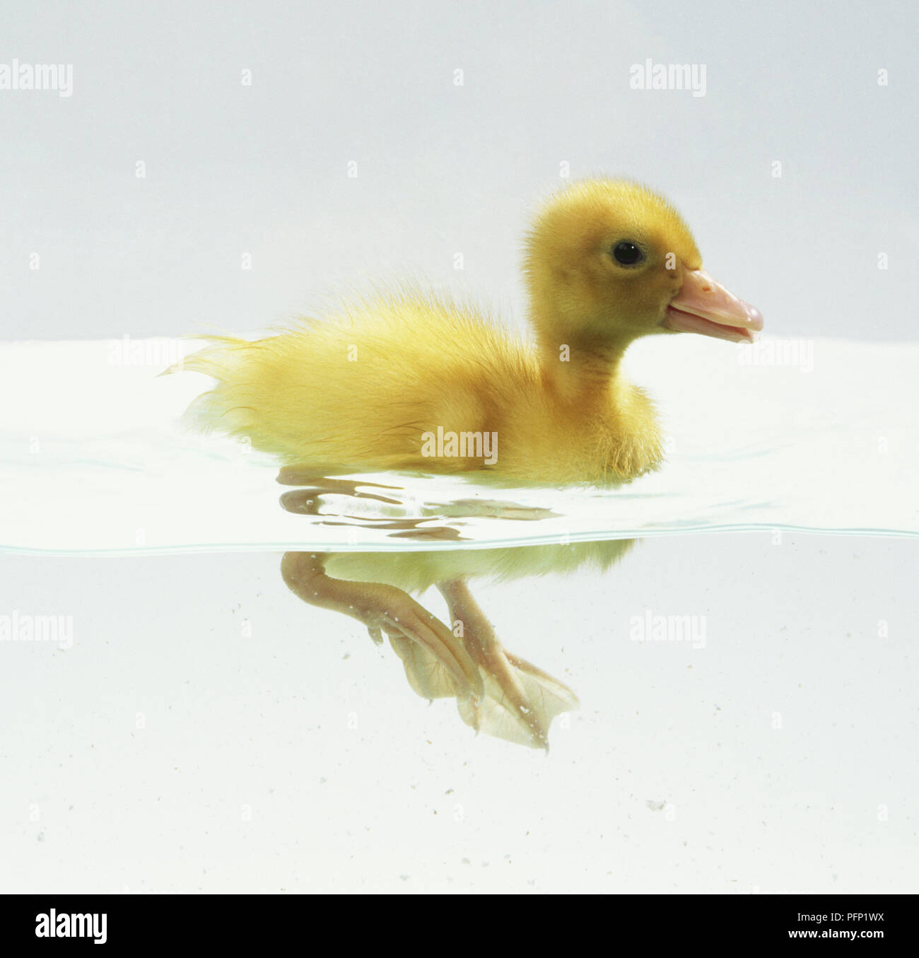 Caneton jaune (Anatidae) Nager dans l'eau, les jambes sous la surface visible, side view Banque D'Images