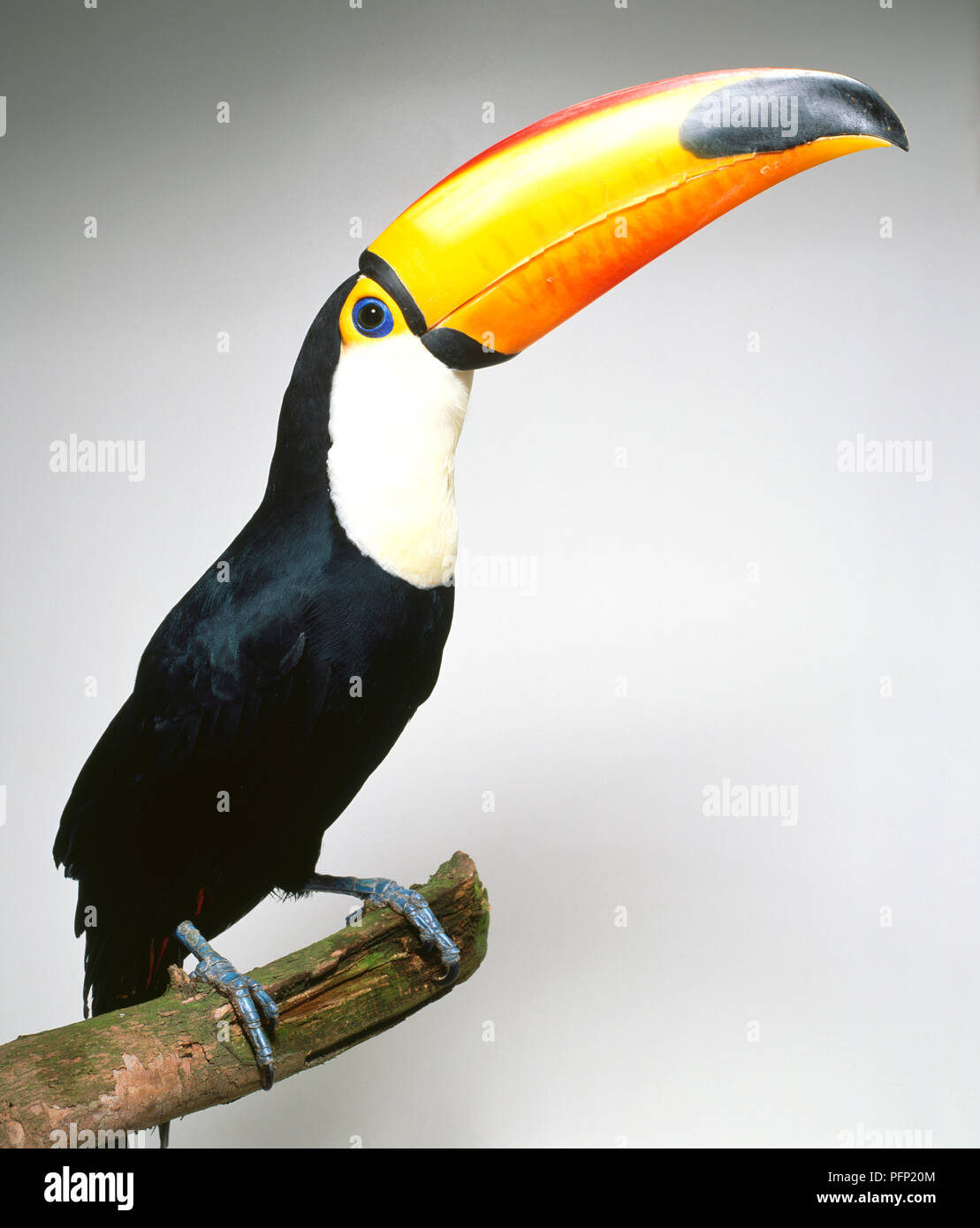 Un capteur Toco Toucan toco Ramphastos,, assis sur une branche avec un grand bec jaune dans l'air. Banque D'Images