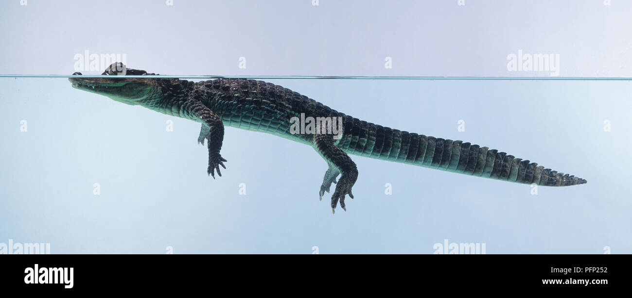 Caïman à lunettes (Caiman crocodilus) natation, la tête à demi submergée  Photo Stock - Alamy