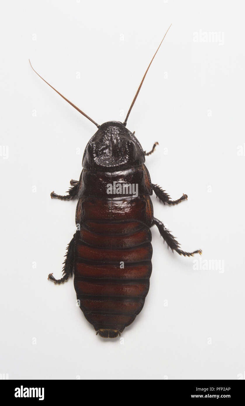 Blatta Orientalis Banque D Image Et Photos Alamy