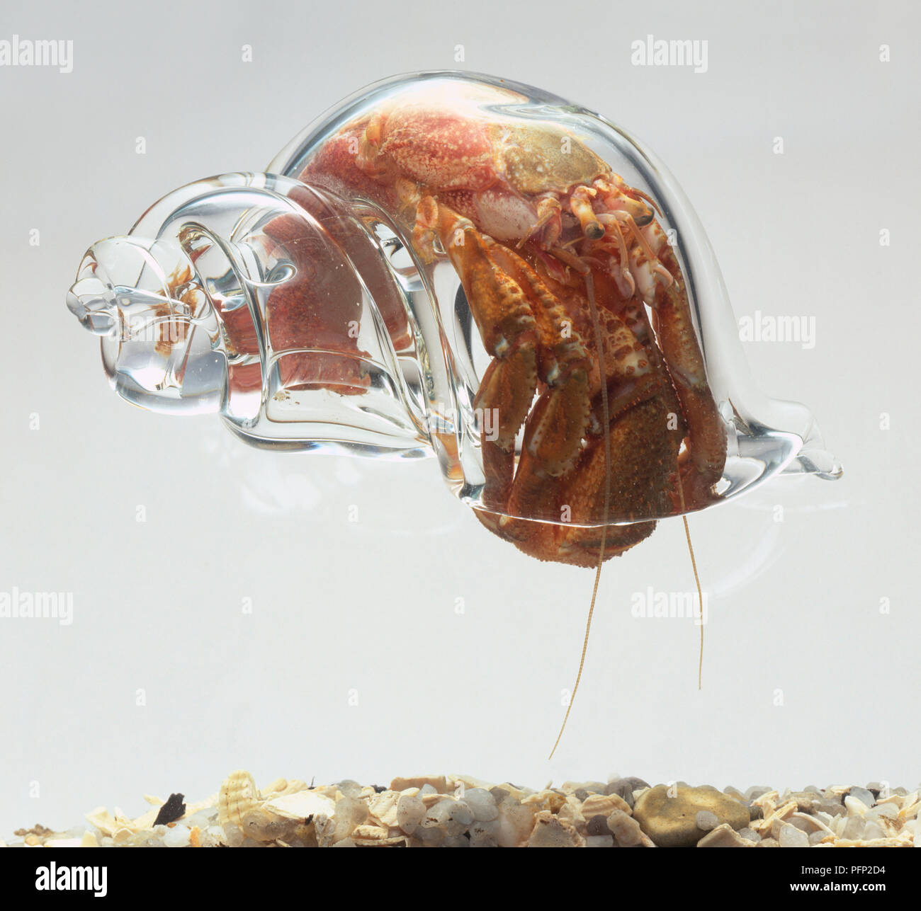 L'ermite (Pagurus bernhardus) dans une coquille de verre clair Banque D'Images
