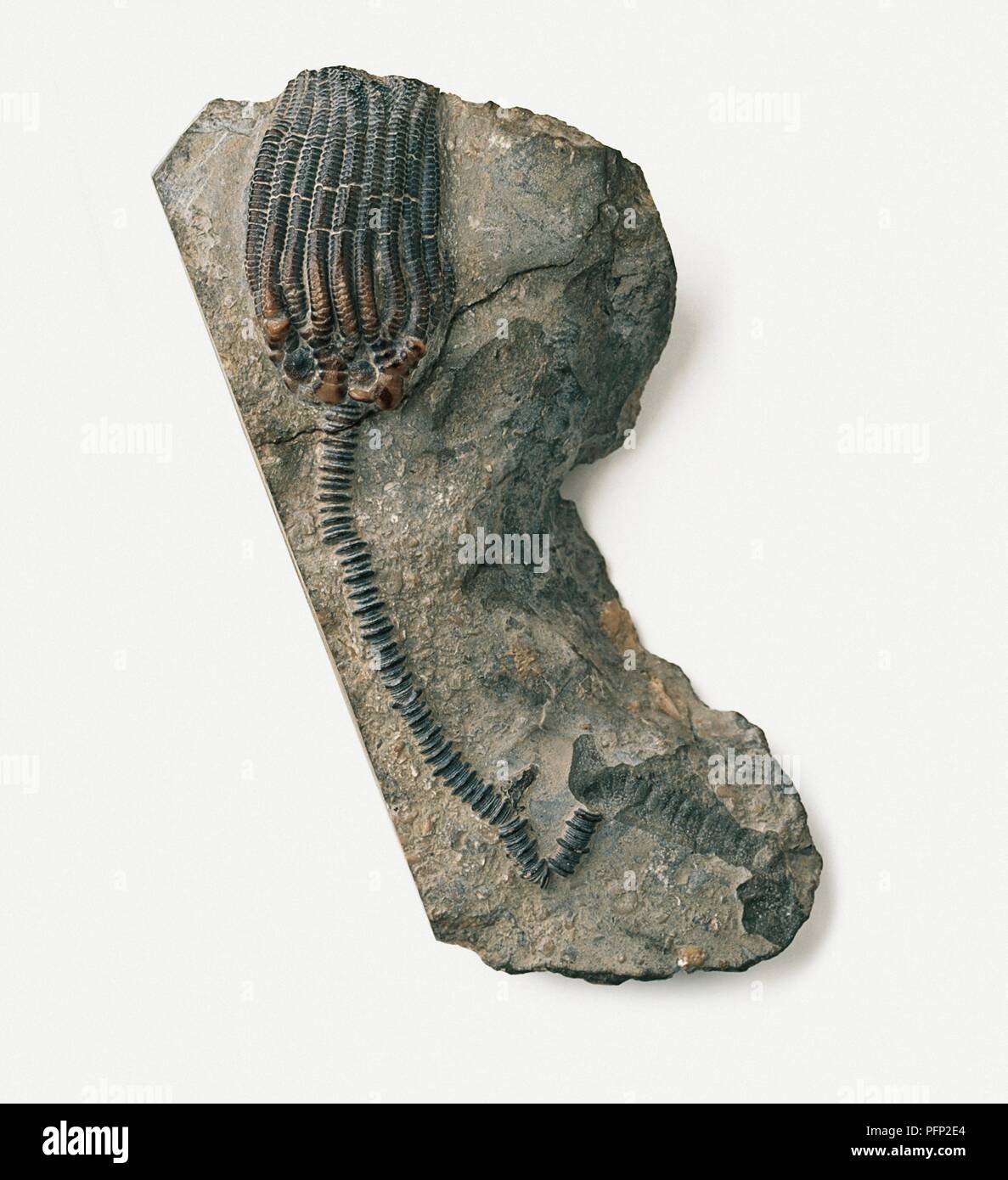 Dimerocrinites, un type de lily la mer, fossilisé dans le calcaire, ère Silurien moyen Banque D'Images