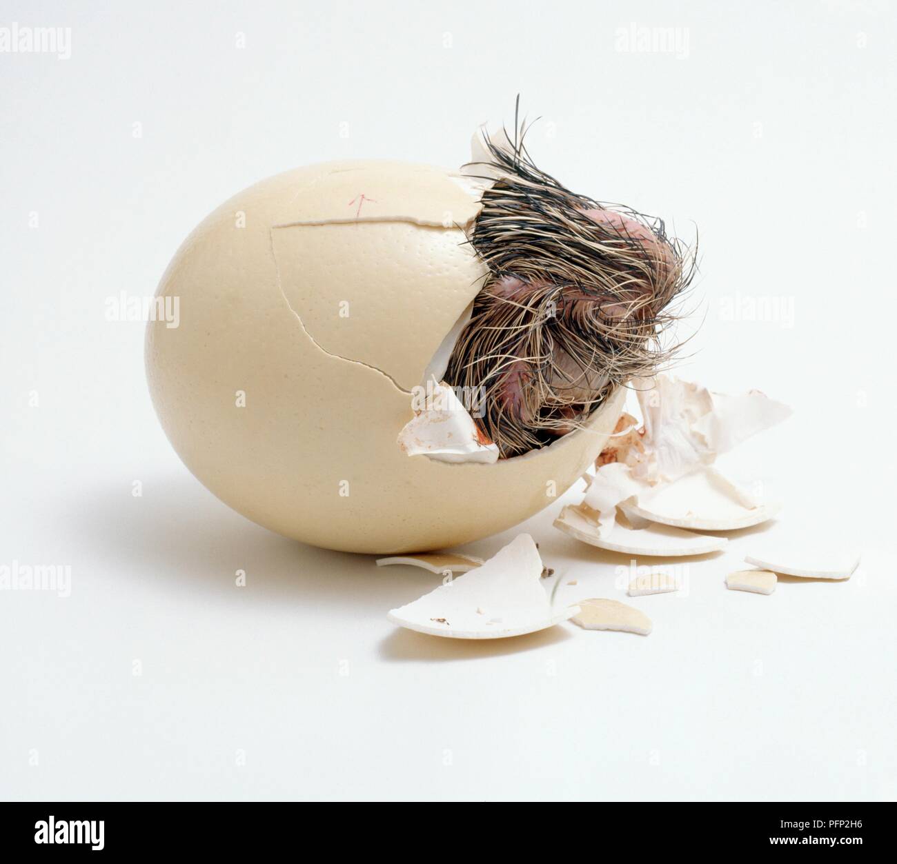Autruche (Struthio camelus) chick qui sortent de la coquille Banque D'Images