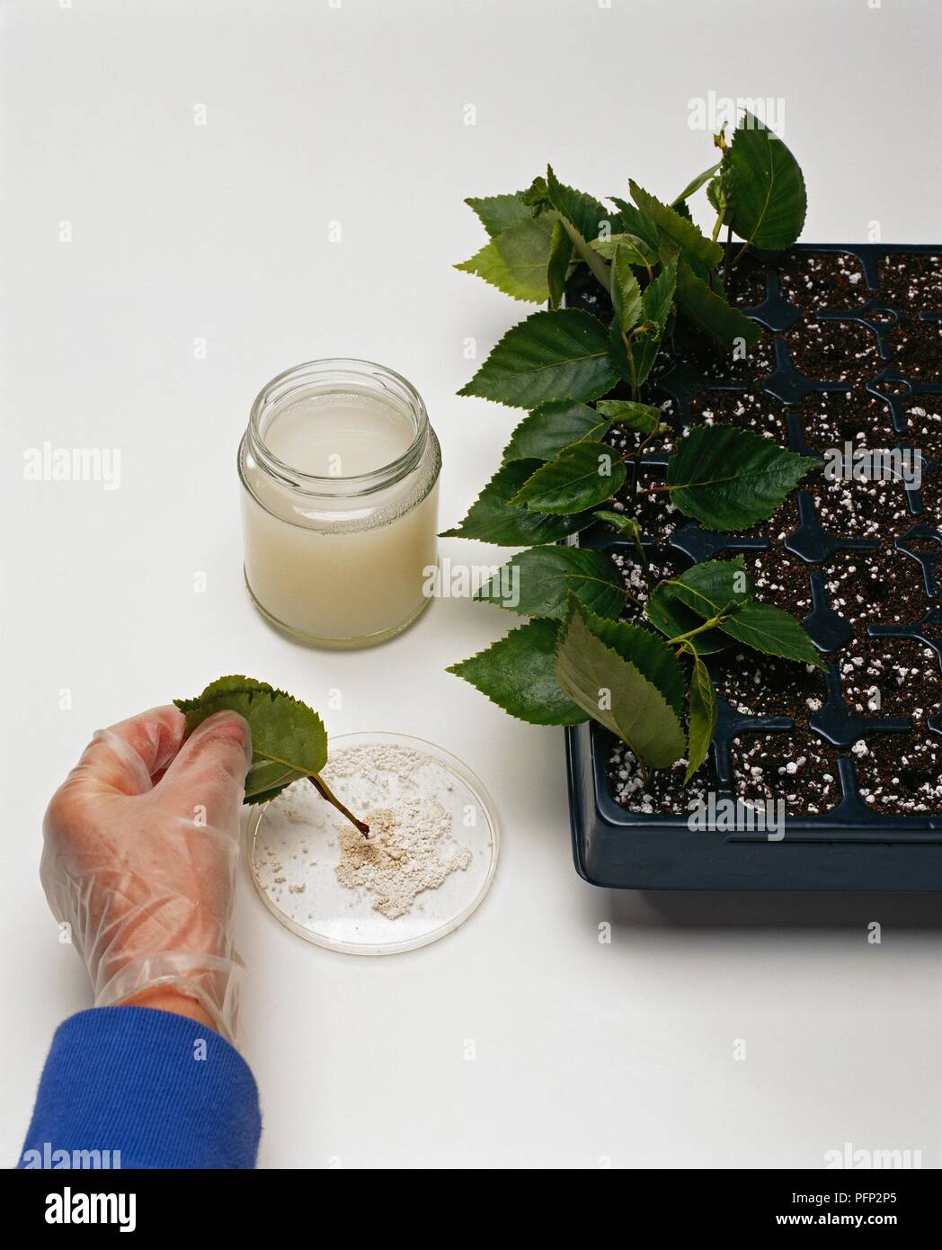 Homme trempant dans la tige de la feuille du bois composé d'enracinement hormones Banque D'Images