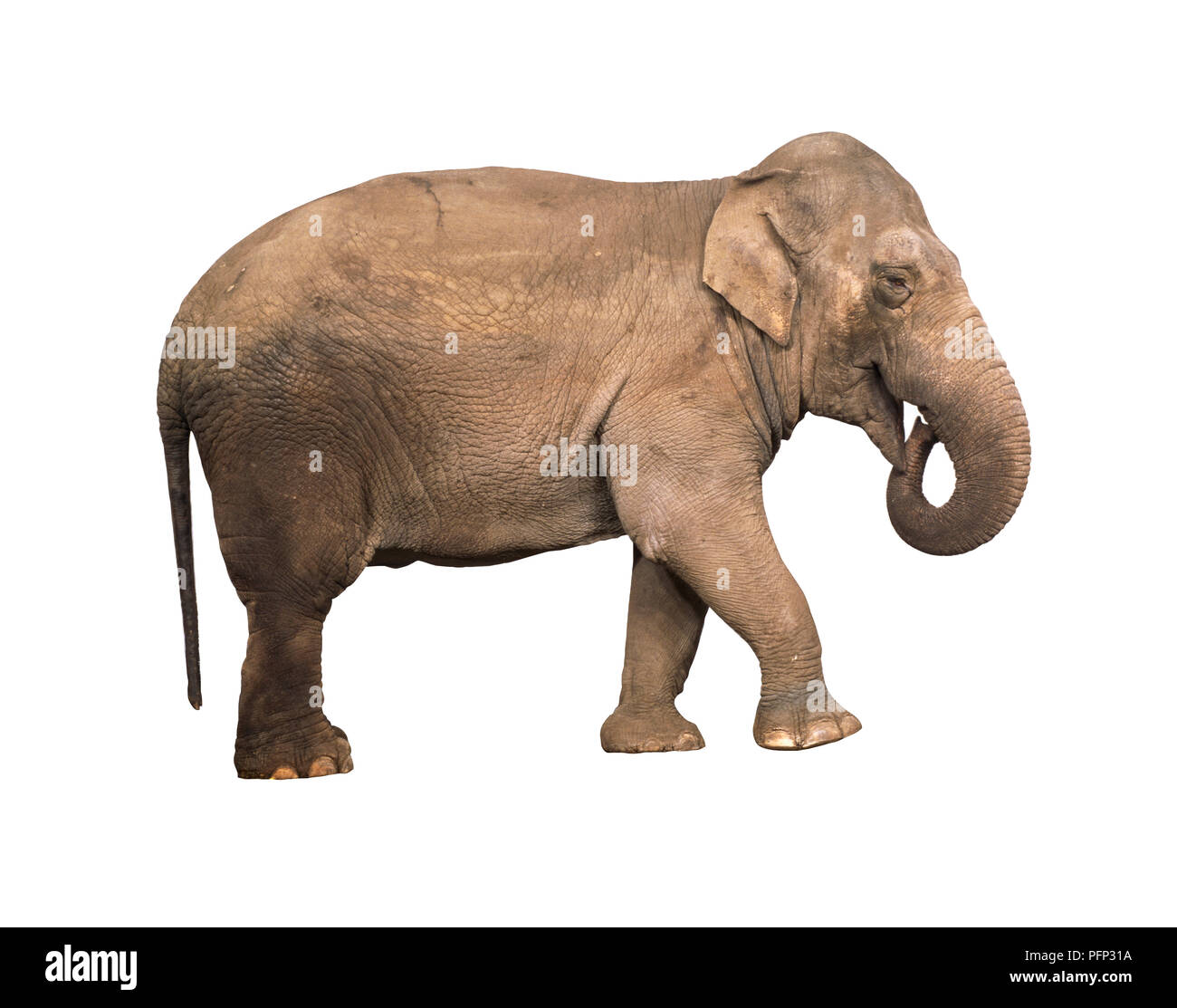 L'éléphant d'Asie ou d'Asie (Elephas maximus) avec la pointe de la jonction est en bouche ouverte Banque D'Images