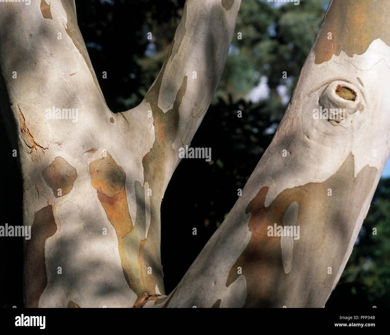 Eucalyptus dalrympleana White Mountain (GUM) l'écorce des arbres, close-up Banque D'Images