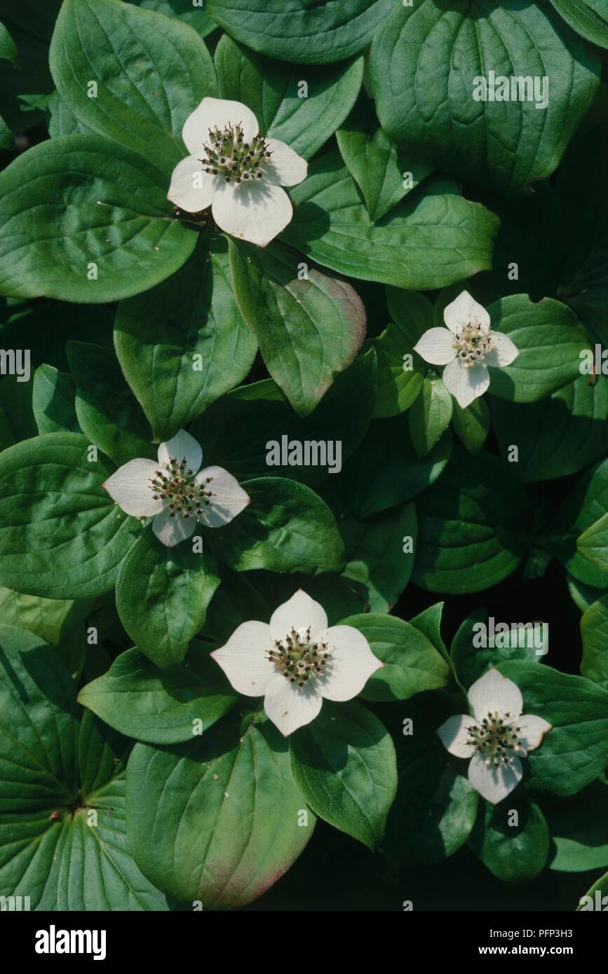 Cornus canadensis (cornouiller) rampante, fleurs blanches entourées de feuilles vertes, close-up Banque D'Images