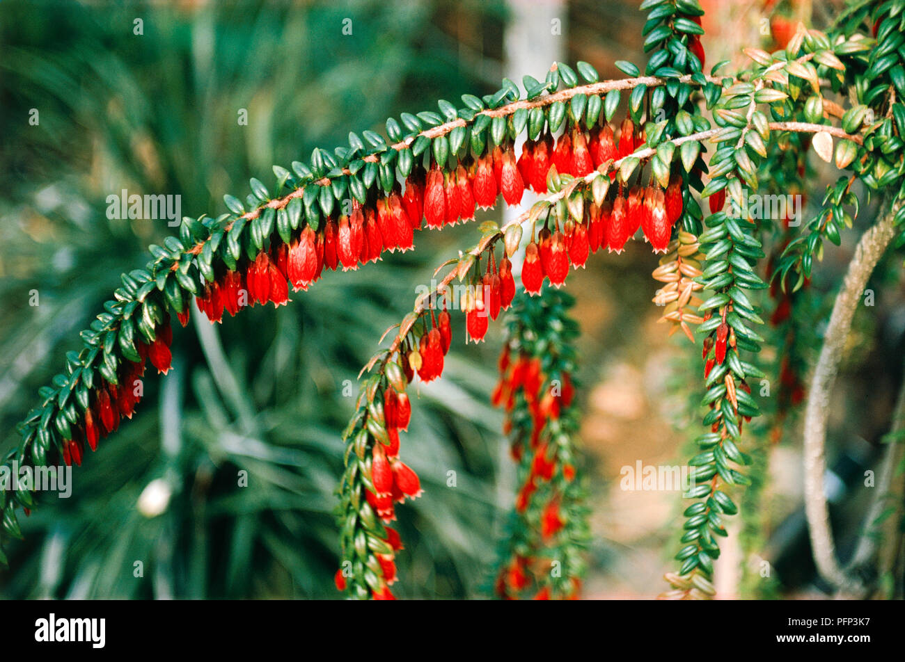 Agapetes serpens, branches avec des feuilles et fleurs rouge Banque D'Images