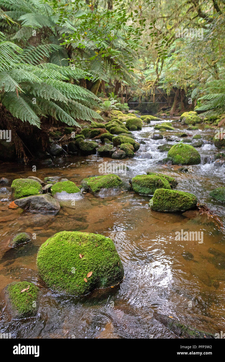 Mt Albert rigole au pied de St Columba Falls Banque D'Images