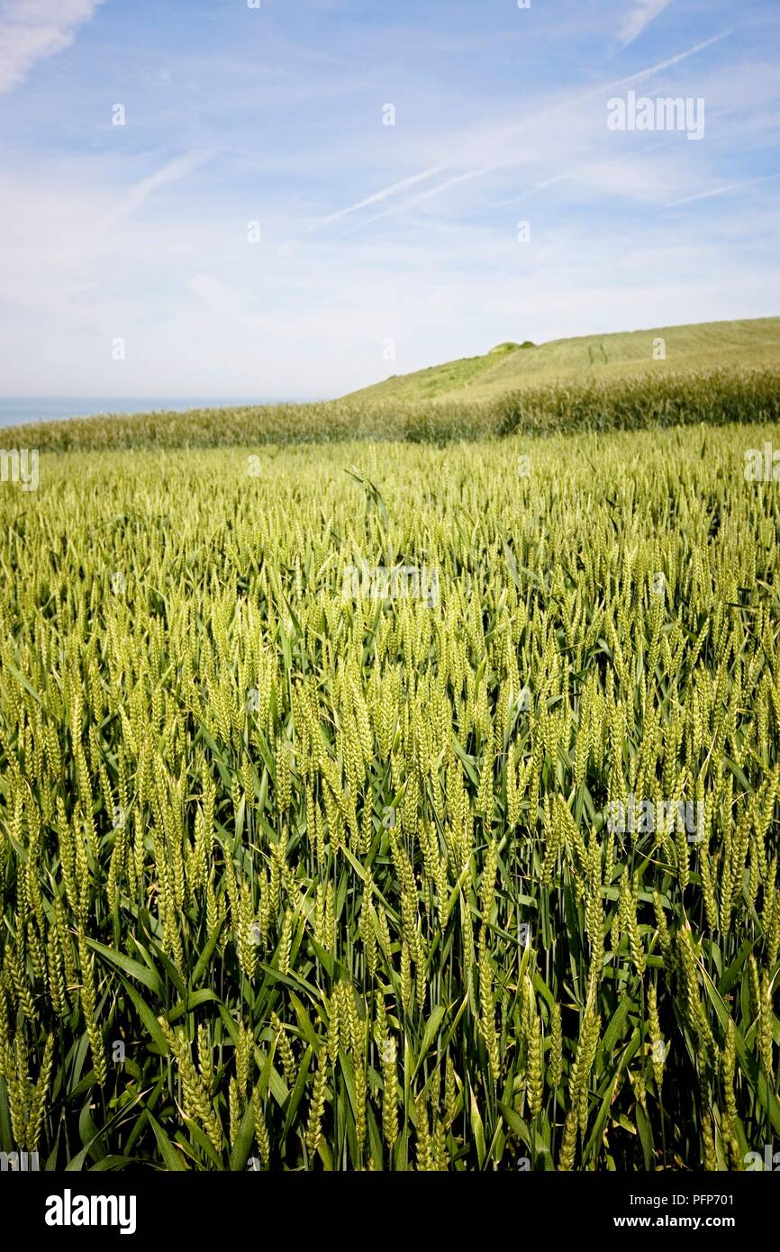 France, Nord Pas de Calais, Wissan, mûrissement crops in field Banque D'Images