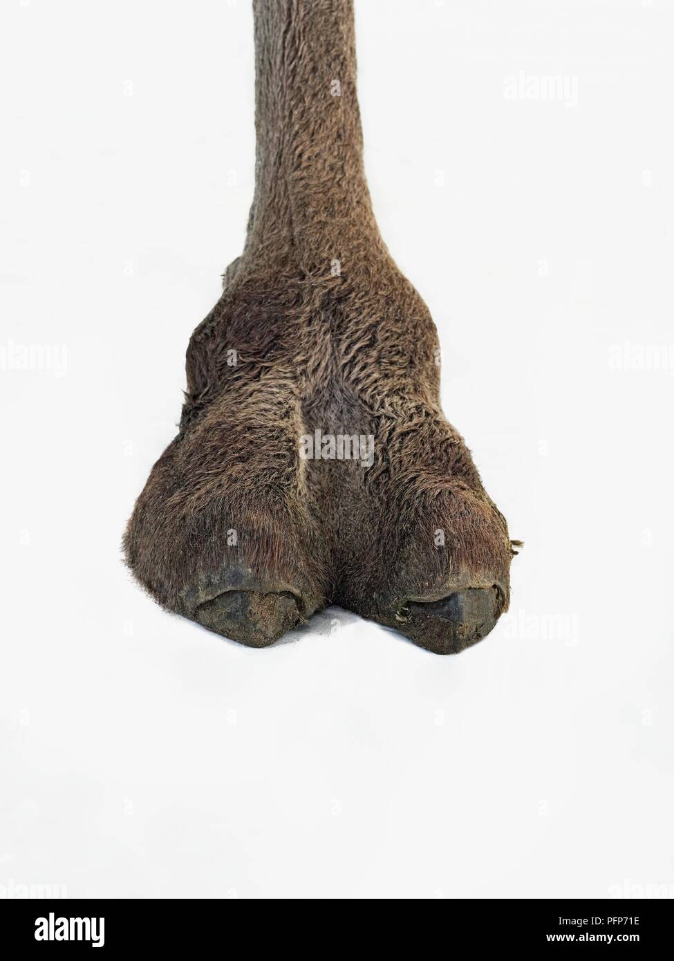 Chameau de Bactriane (Camelus bactrianus), pied Banque D'Images