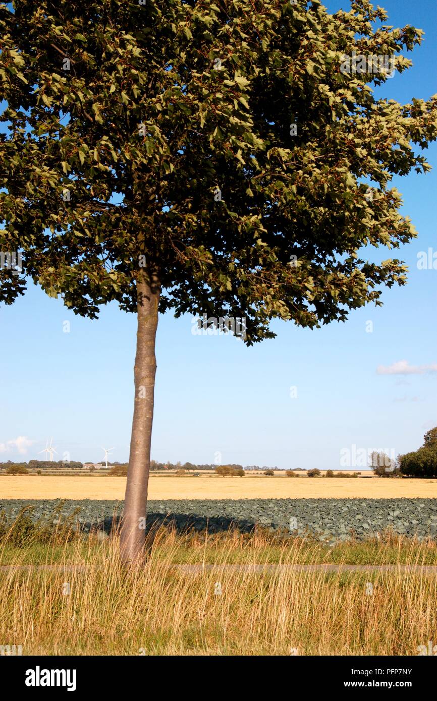 L'Allemagne, l'État de Schleswig-Holstein, l'île de Fehmarn, arbre dans une campagne paisible et ciel bleu Banque D'Images