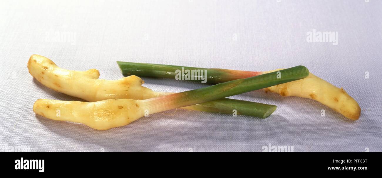 Kaempferia galanga (rhizomes de gingembre aromatique), close-up Banque D'Images