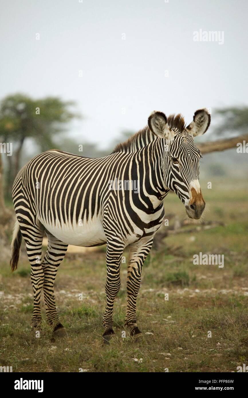 Kenya, Samburu National Reserve, Zèbre de Grévy (Equus grevyi), side view Banque D'Images