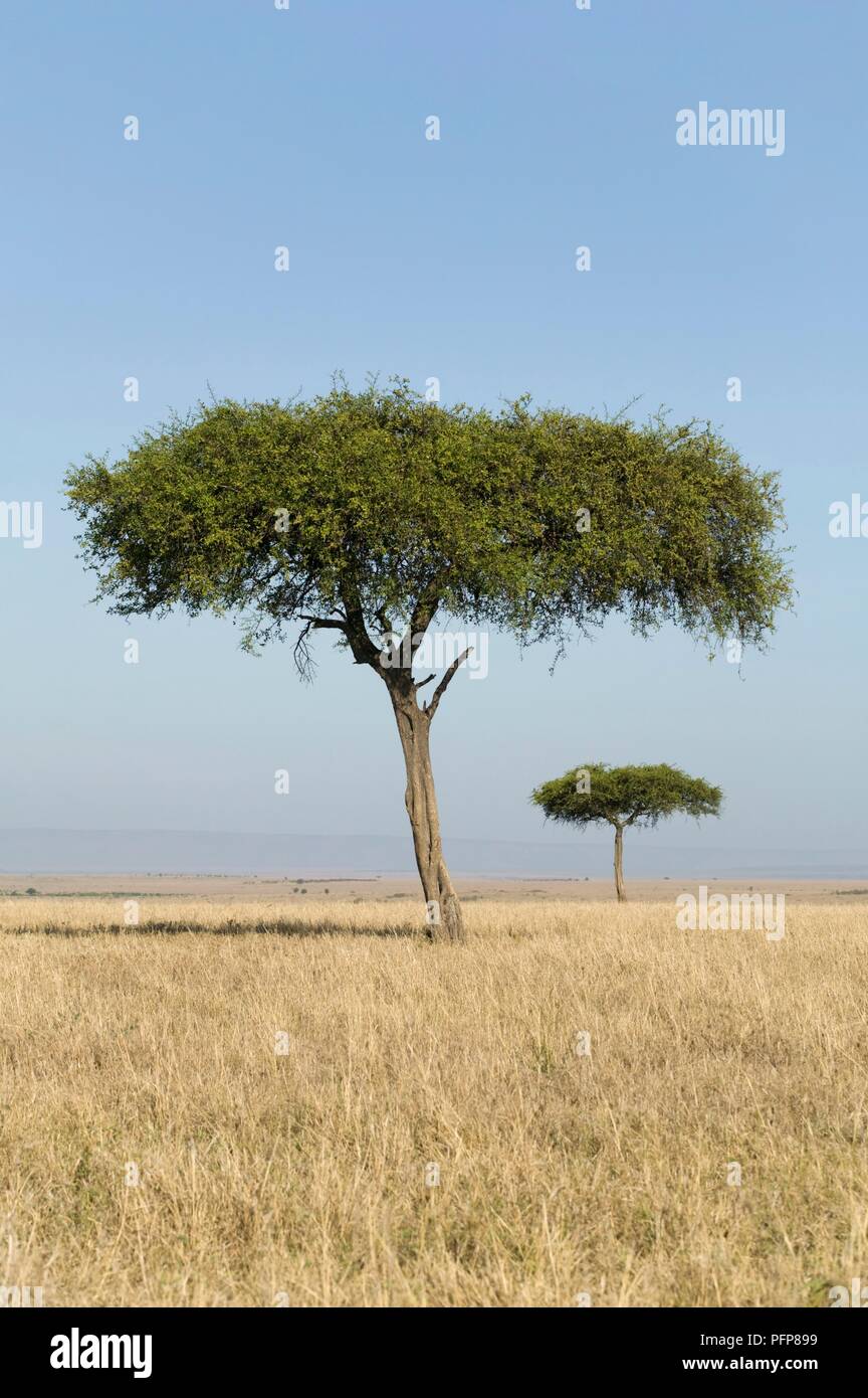 Kenya, Masai Mara National Reserve, près de Sekenani Gate, deux arbres d'Acacia dans les prairies de savane Banque D'Images