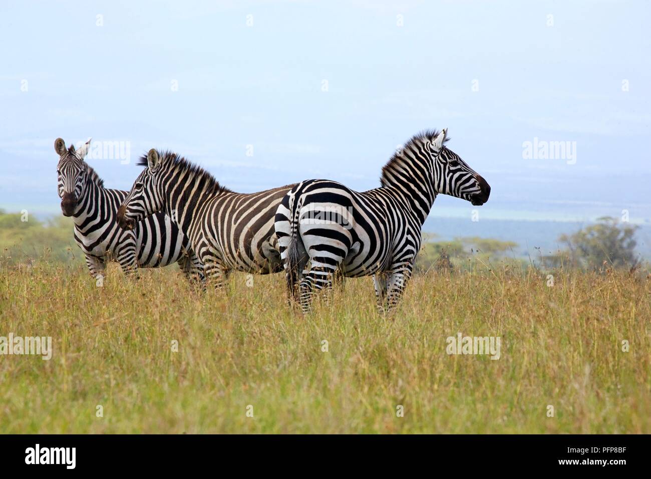 Kenya, Laikipia, Ol Pejeta Conservancy, trois zèbres de Burchell debout dans l'herbe Banque D'Images