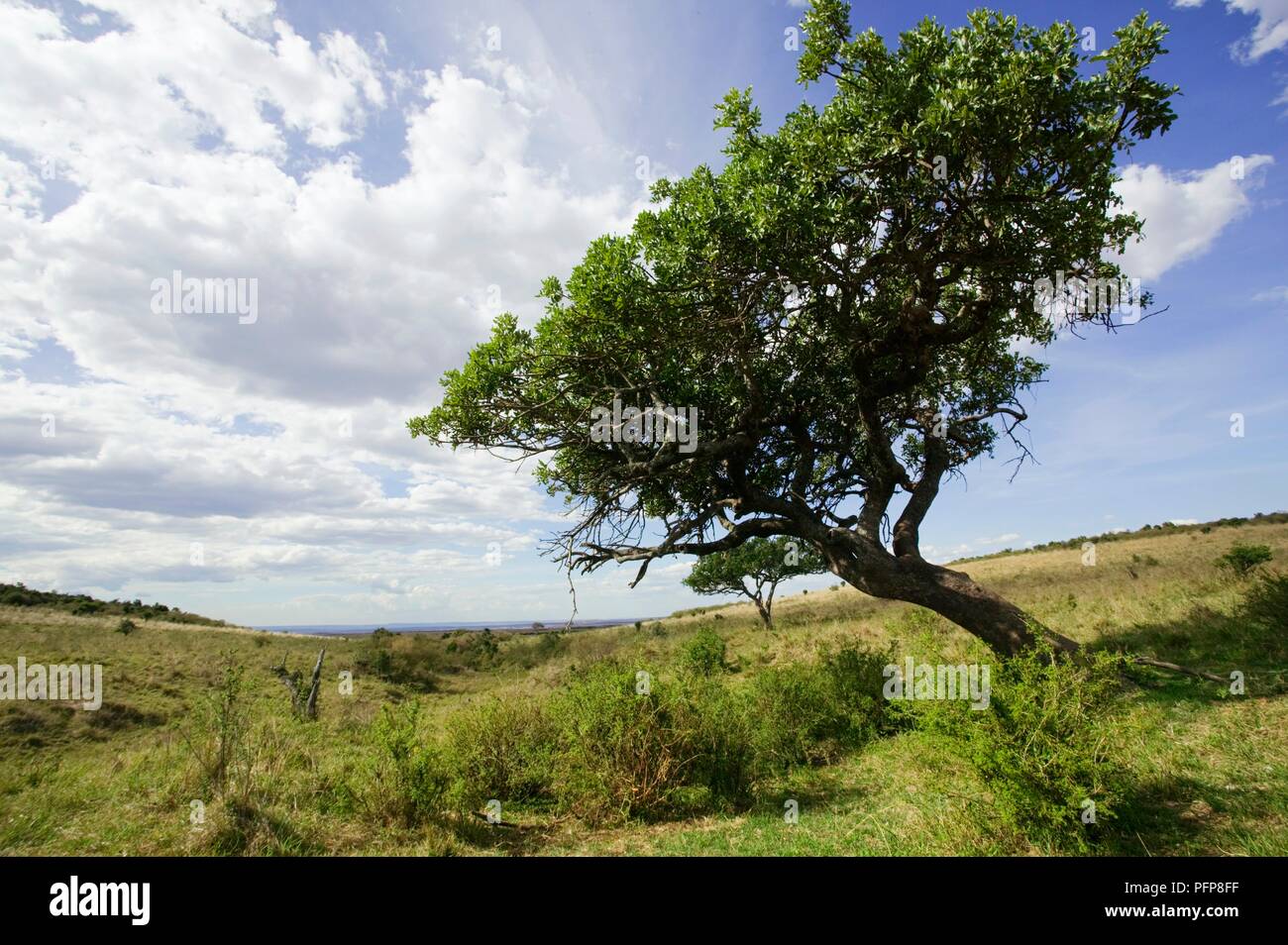 Kenya, Masai Mara National Reserve, bent tree in grass landscape Banque D'Images