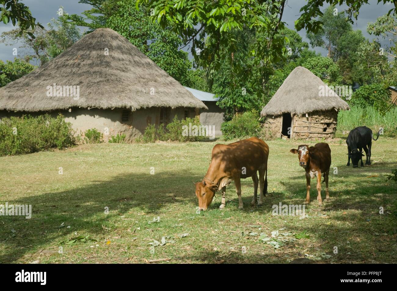 Kenya, Kakamega Forest National Reserve, petite ferme avec des huttes de boue et de chaume vaches qui paissent dans l'avant-plan Banque D'Images