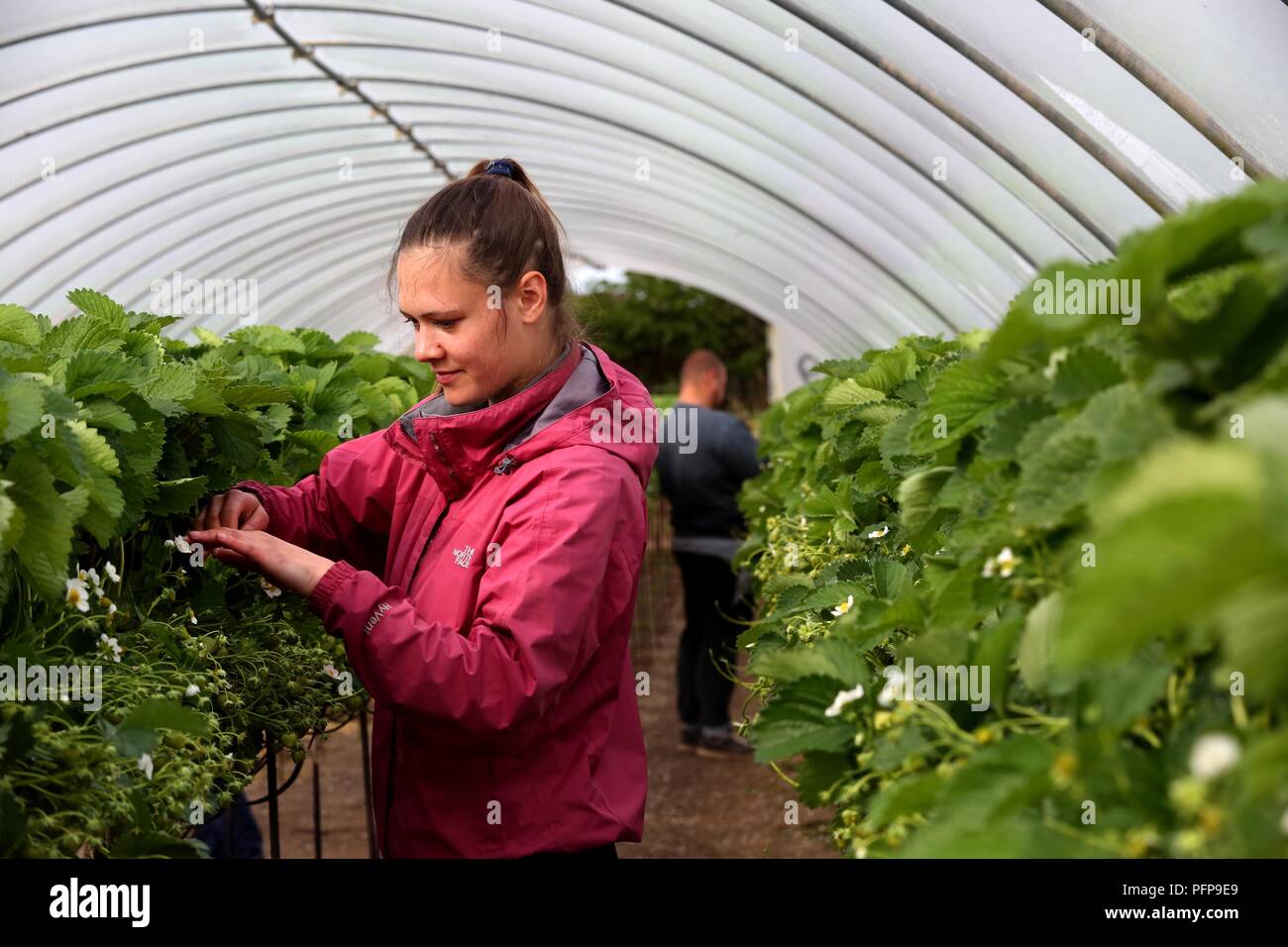 Angus Fruits ferme, Arbroath, Angus Banque D'Images
