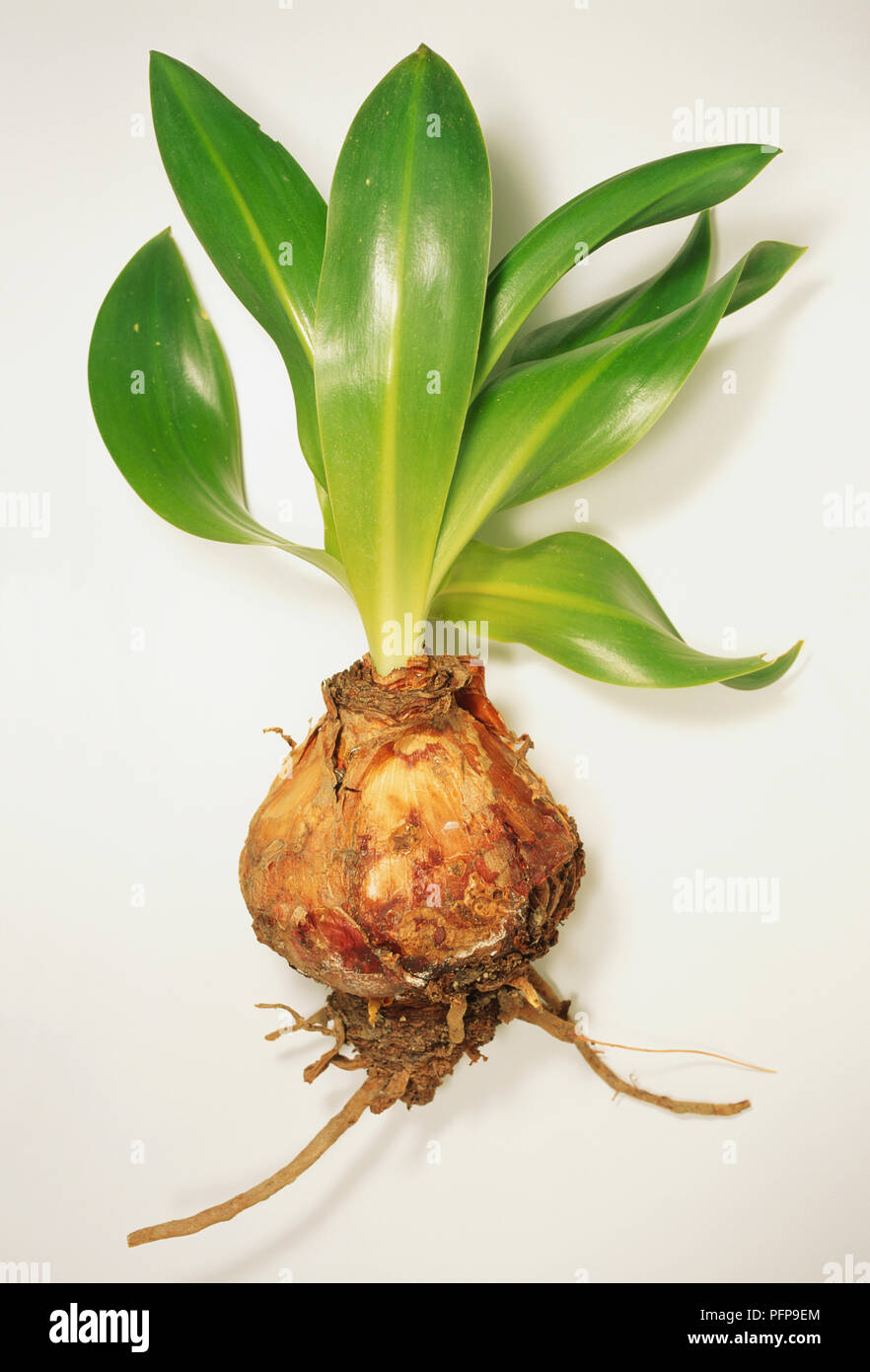 Urginea maritima squill la mer avec ampoule épais brillant strap-comme des feuilles. Banque D'Images