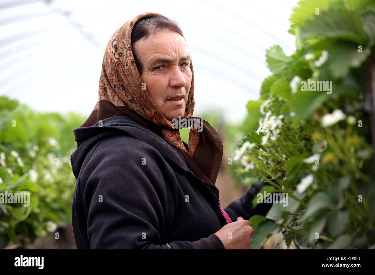 Angus Fruits ferme, Arbroath, Angus Banque D'Images