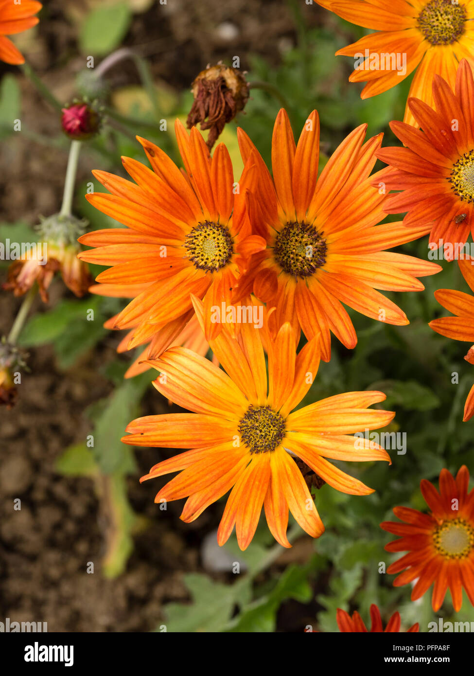Des fleurs de l'orange rouge pétales d'Afrique du Sud d'ornement, daisy Arctotis 'Flame', demi variété rustique Banque D'Images Des fleurs de l'orange rouge pétales d'Afrique du Sud d'ornement, daisy Arctotis 'Flame', demi variété rustique Banque D'Images