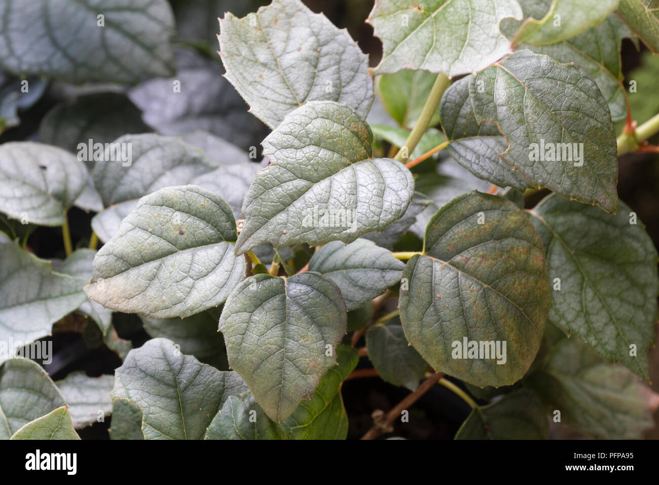 Volubile argentée de l'alpiniste accroché hardy, Catananche hydrangeoides 'Moonlight' Banque D'Images