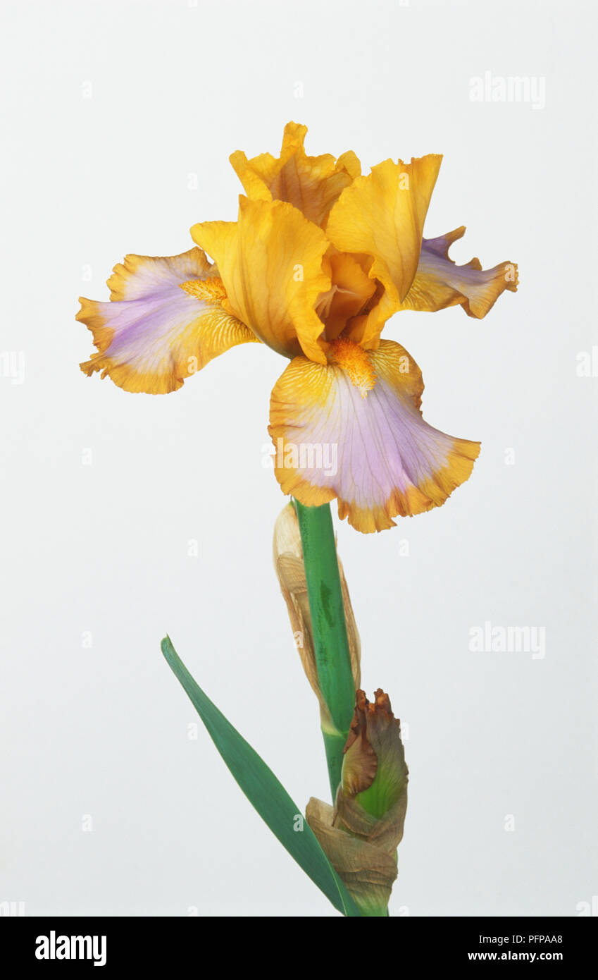Iris 'Brown Lasso', jaune et blanc flowerhead Banque D'Images