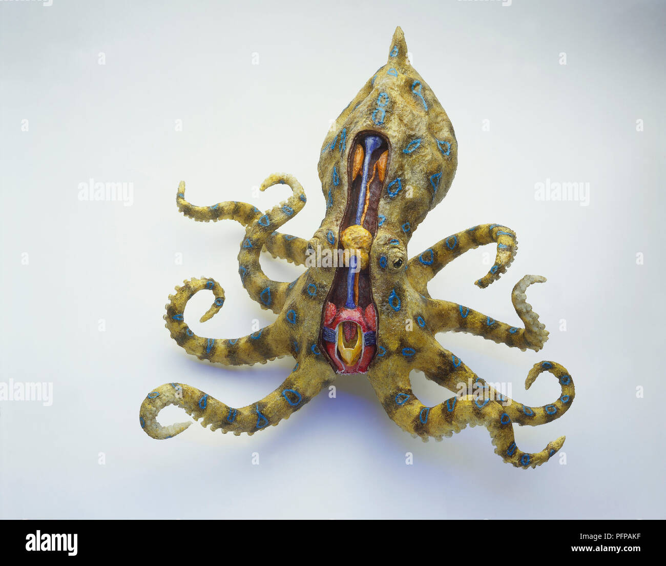 Modèle de Blue-ringed Octopus avec jambes le curling, montrant la section transversale du conduit de glandes à venin orange et bleu, le stockage de la récolte des aliments non digérés, grand cerveau jaune, rouge de la bouche, les glandes salivaires et de la langue, vue de face. Banque D'Images