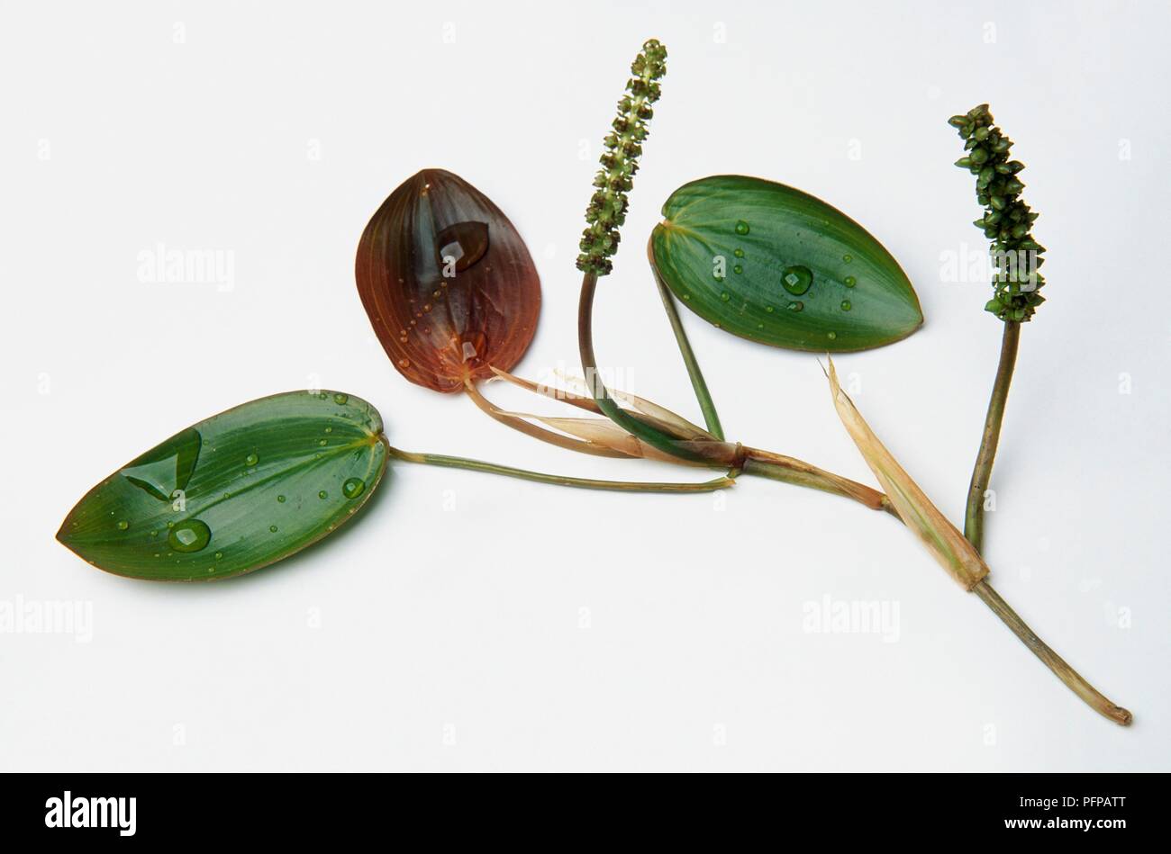 (Potamogeton natans potamot à larges feuilles), feuilles et fleurs, close-up Banque D'Images
