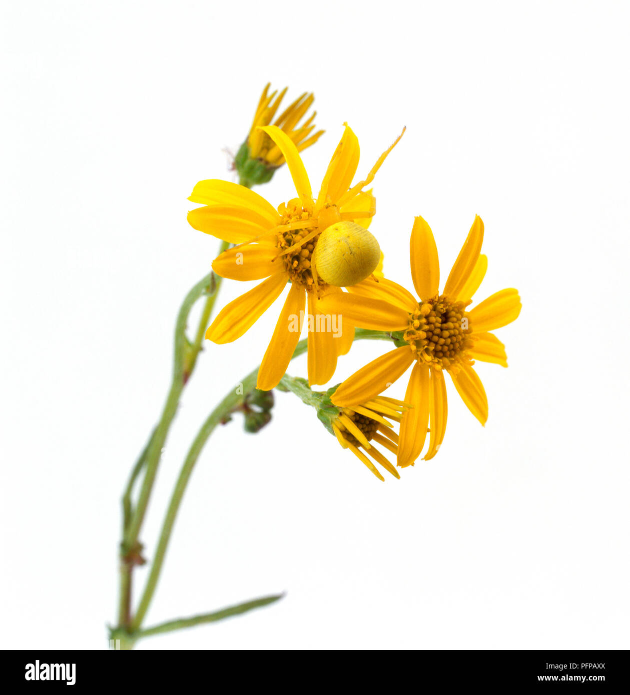 Araignée crabe (Misumena vatia) sur fleur (Jacobaea Séneçon vulgaris) Banque D'Images