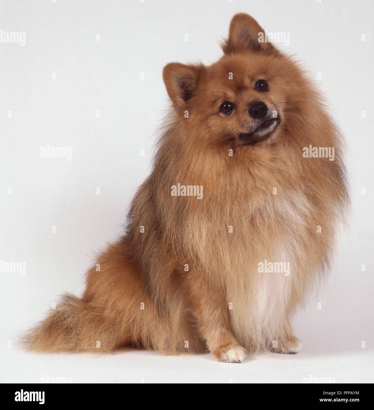 Un spitz allemand standard d'une épaisse couche d'or est assis avec sa tête et ses oreilles dressées vers le haut. Banque D'Images